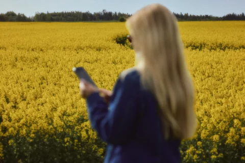 Cilvēks skatās telefonā tuvplānā, fonā ziedošs dzeltens rapšu lauks