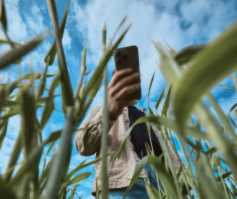 Cilvēks, turot telefonu, stāv starp labības stiebriem zilās debesīs.