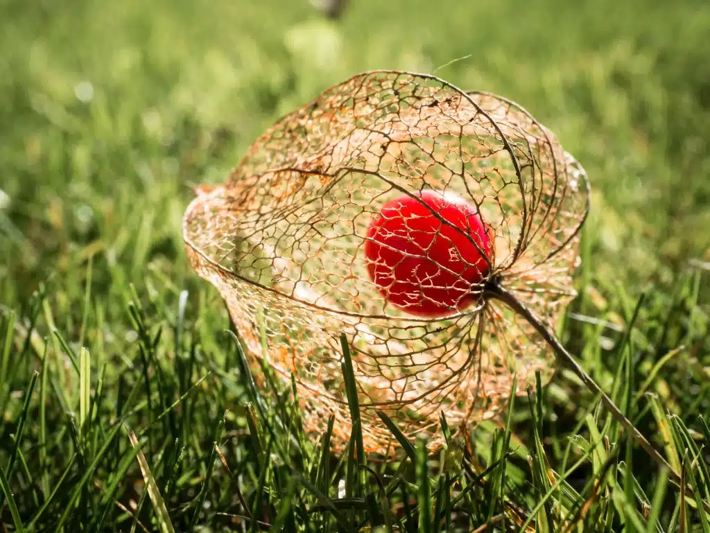 A bright red berry encased in a delicate, lacy husk rests on green grass in sunlight.